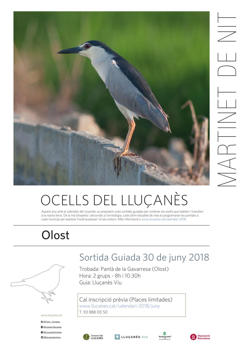 Sortida guiada dels ocells del Lluçanès: El Martinet de Nit a Olost