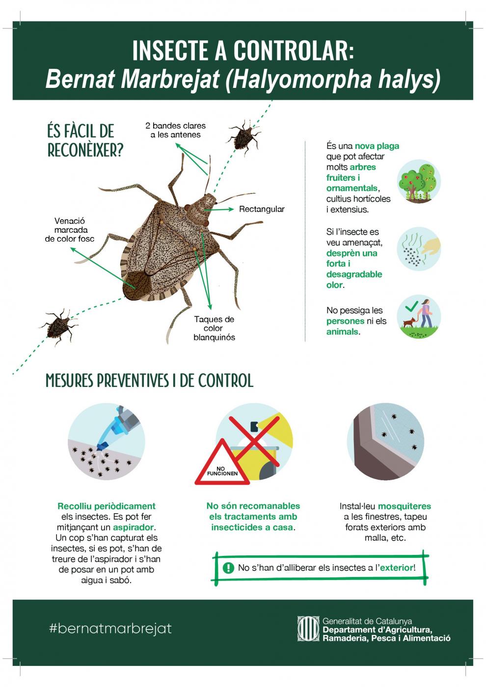 Plaga del bernat marró marbrejat (Halyomorpha halys)